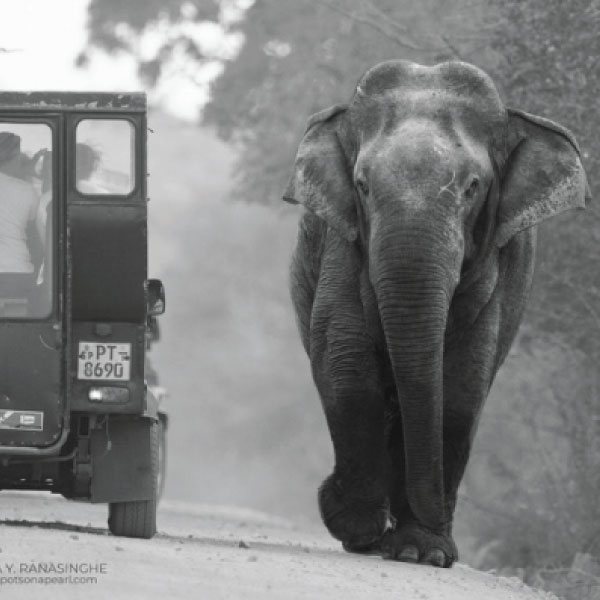 Sri Lanka wildlife safari